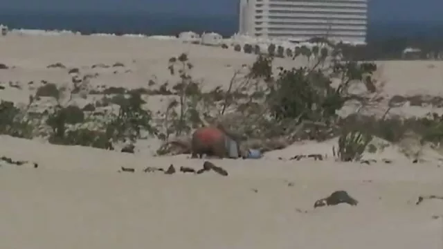 红色的狗屎在你的屁股 日本性别的视频